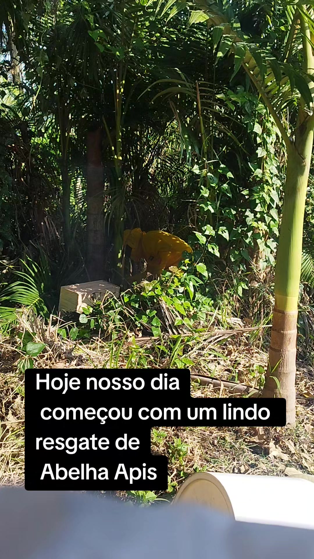 @Se Tu Bora Eu Boro 🛻