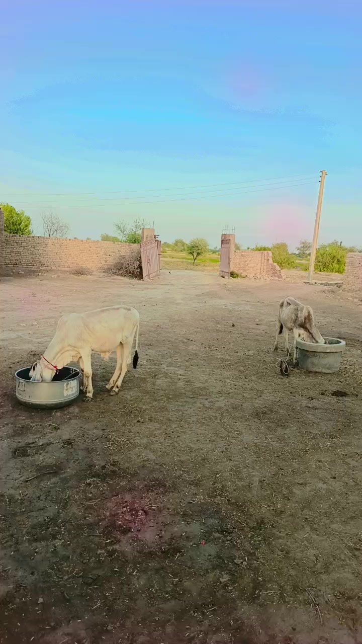 @zawar Fayaz Ali Zardari