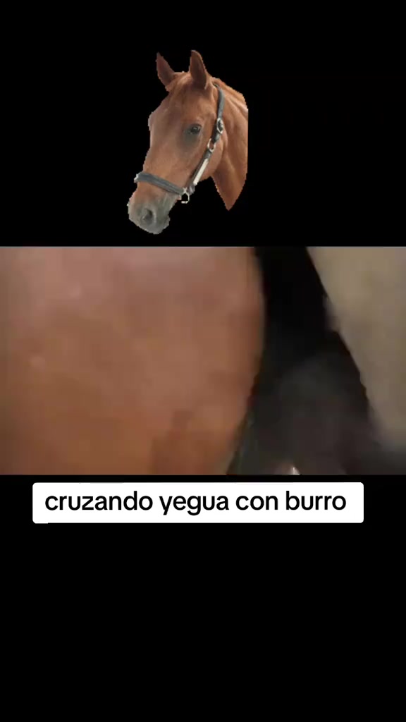 @sharmuuta gaad