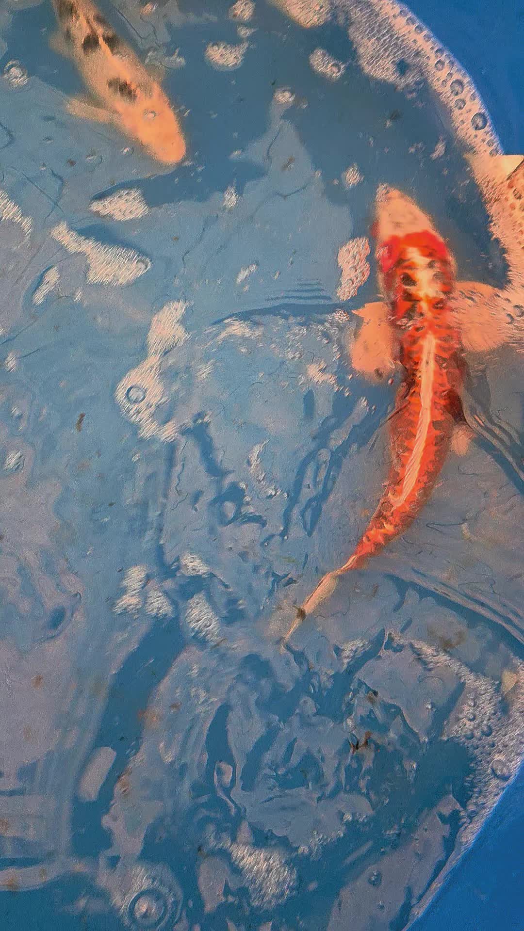 @We'reSo Koi