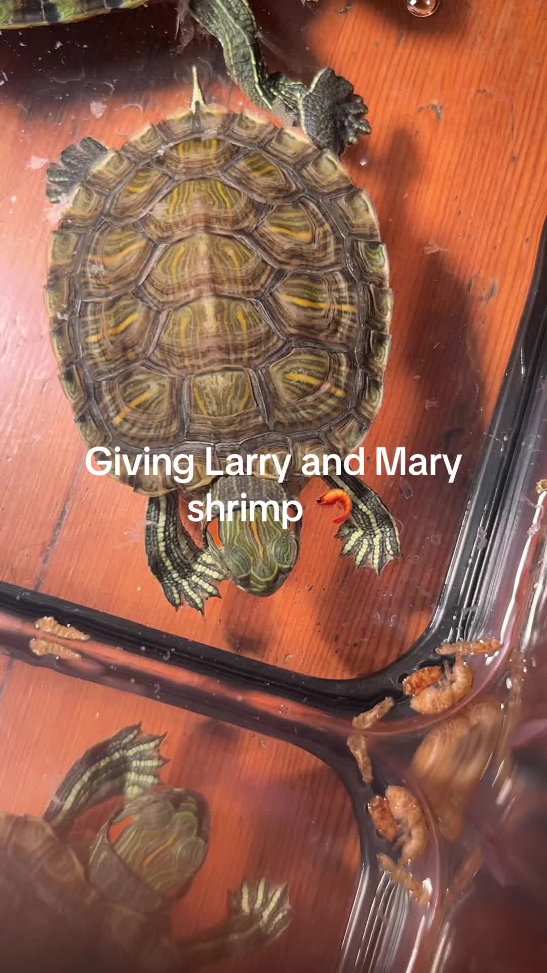 @Larry and Mary turtles