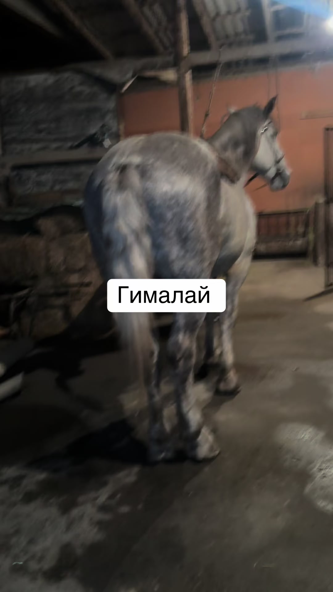 @tulpar_kg Osh