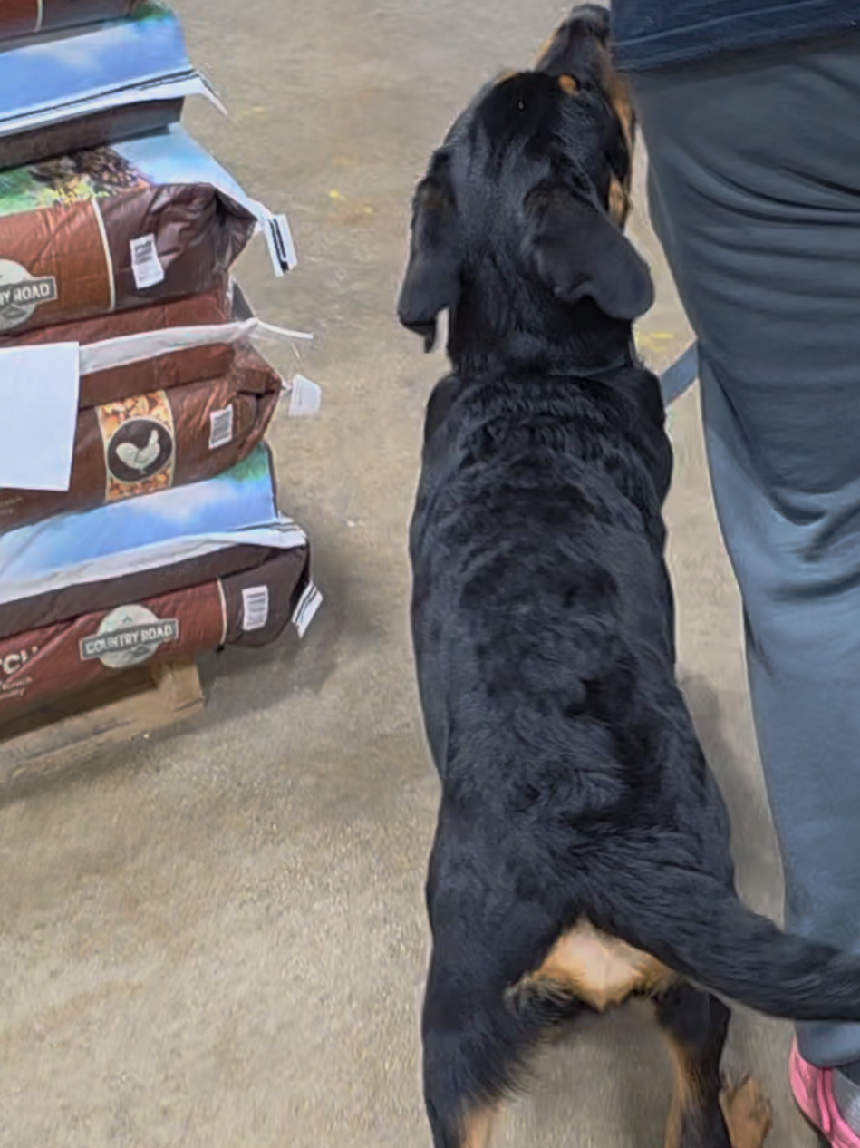 @Canine Wonders Training