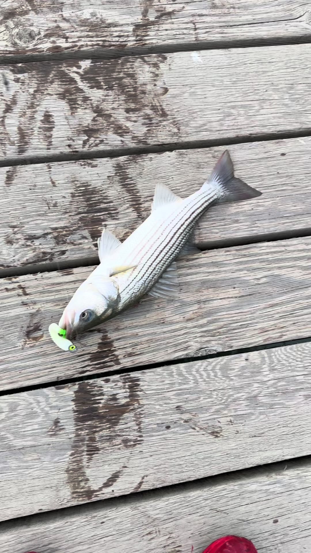 @Justfishnn510