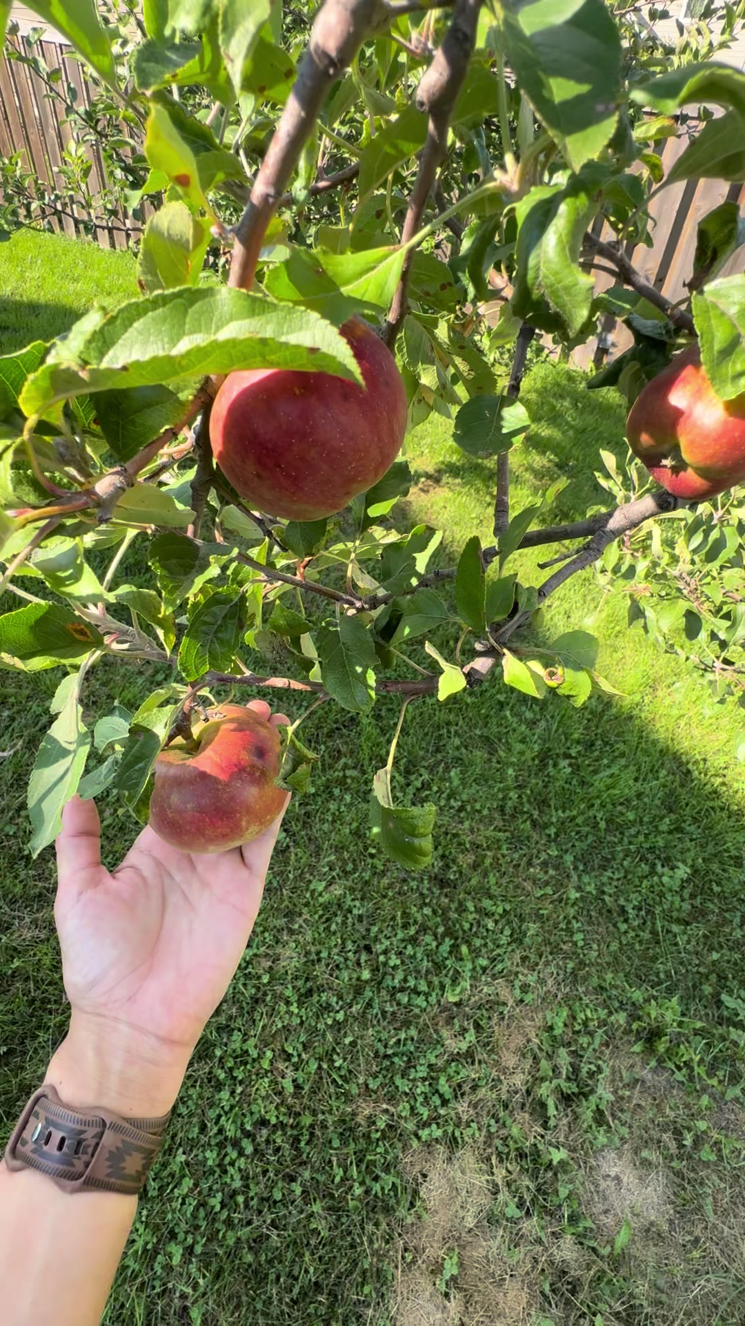 @SaraRNAtHappyFunMicroOrchard