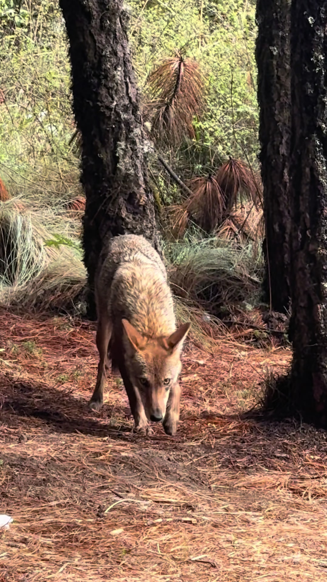 @WOLFS ACATENANGO
