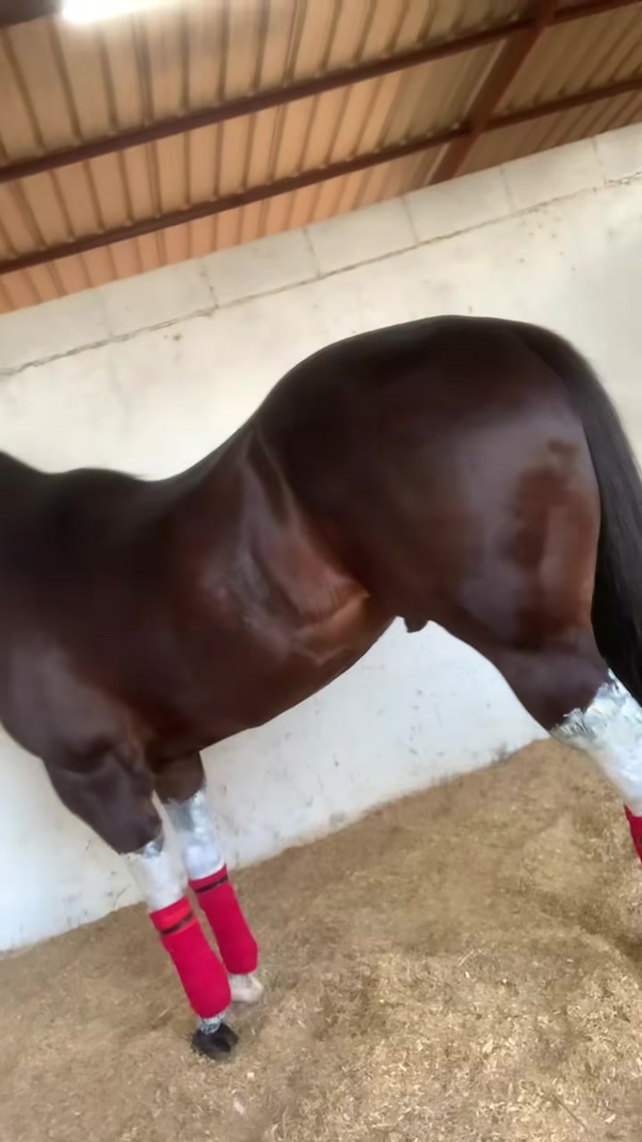 @Farriershoeshorsesnicotina🏇🔨