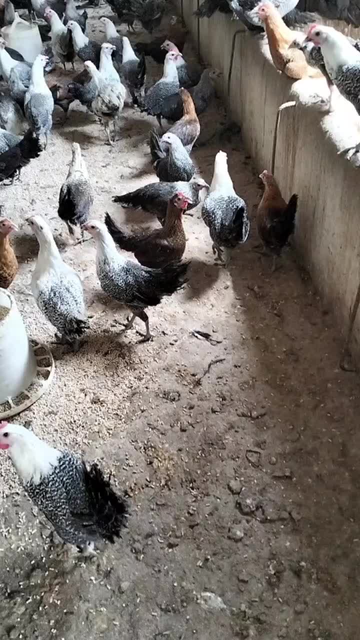 @فيومي ذهبي صفاقس