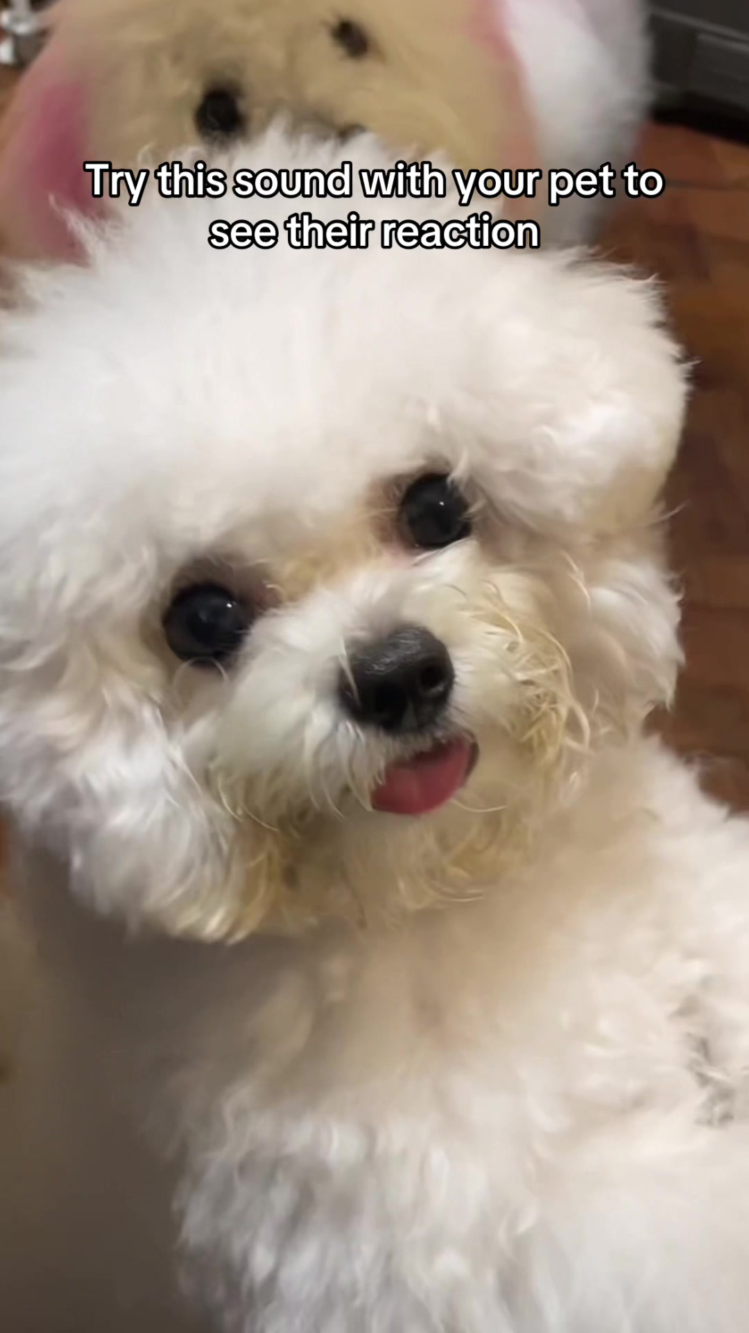 @CUCCI THE BICHON