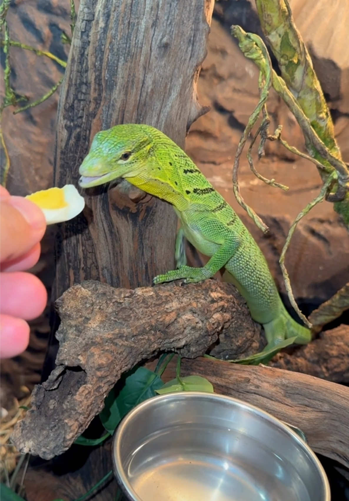@Tommys_reptiles