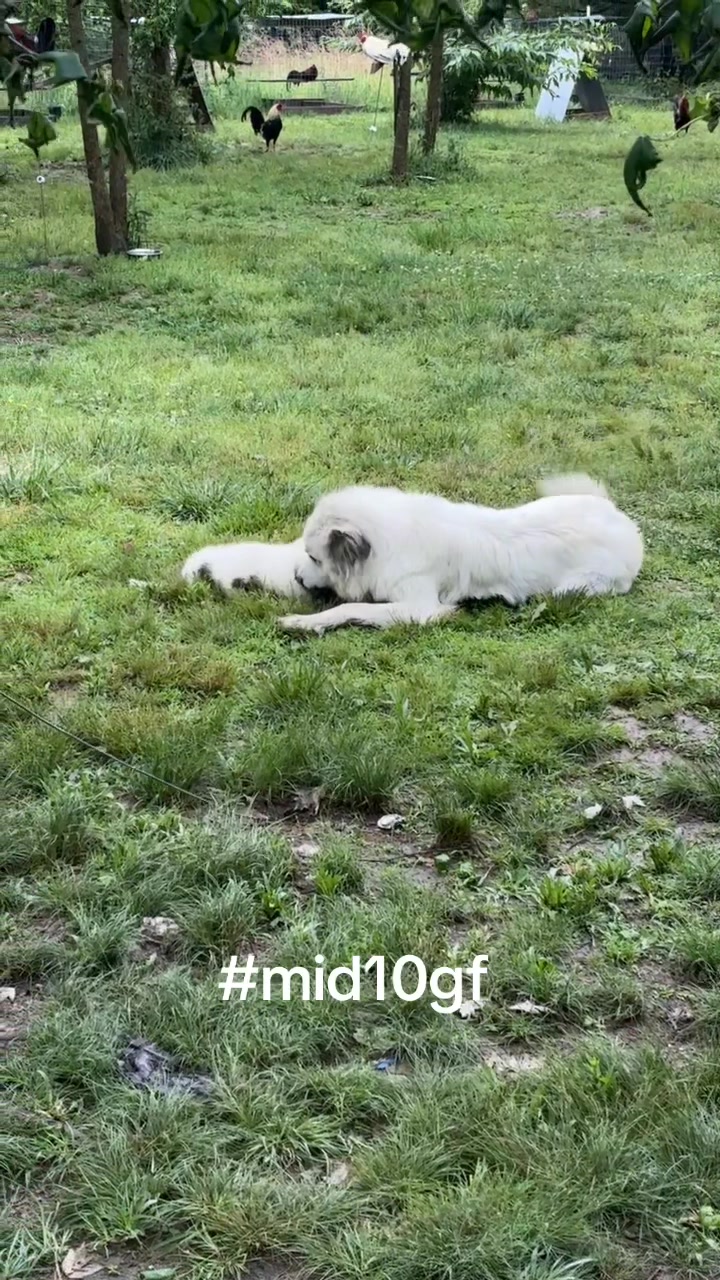 @mid10treedogs
