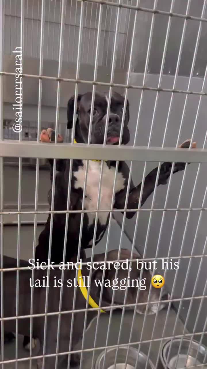 @Cane Corsos