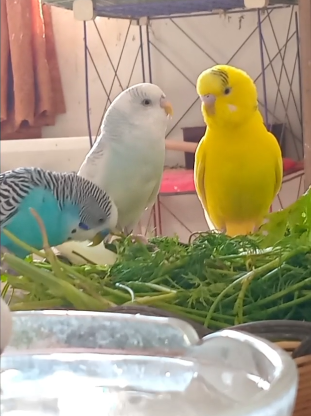 @Budgies108