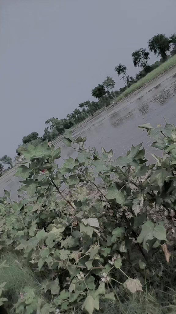 @Mahr Fakhar,Thiraj