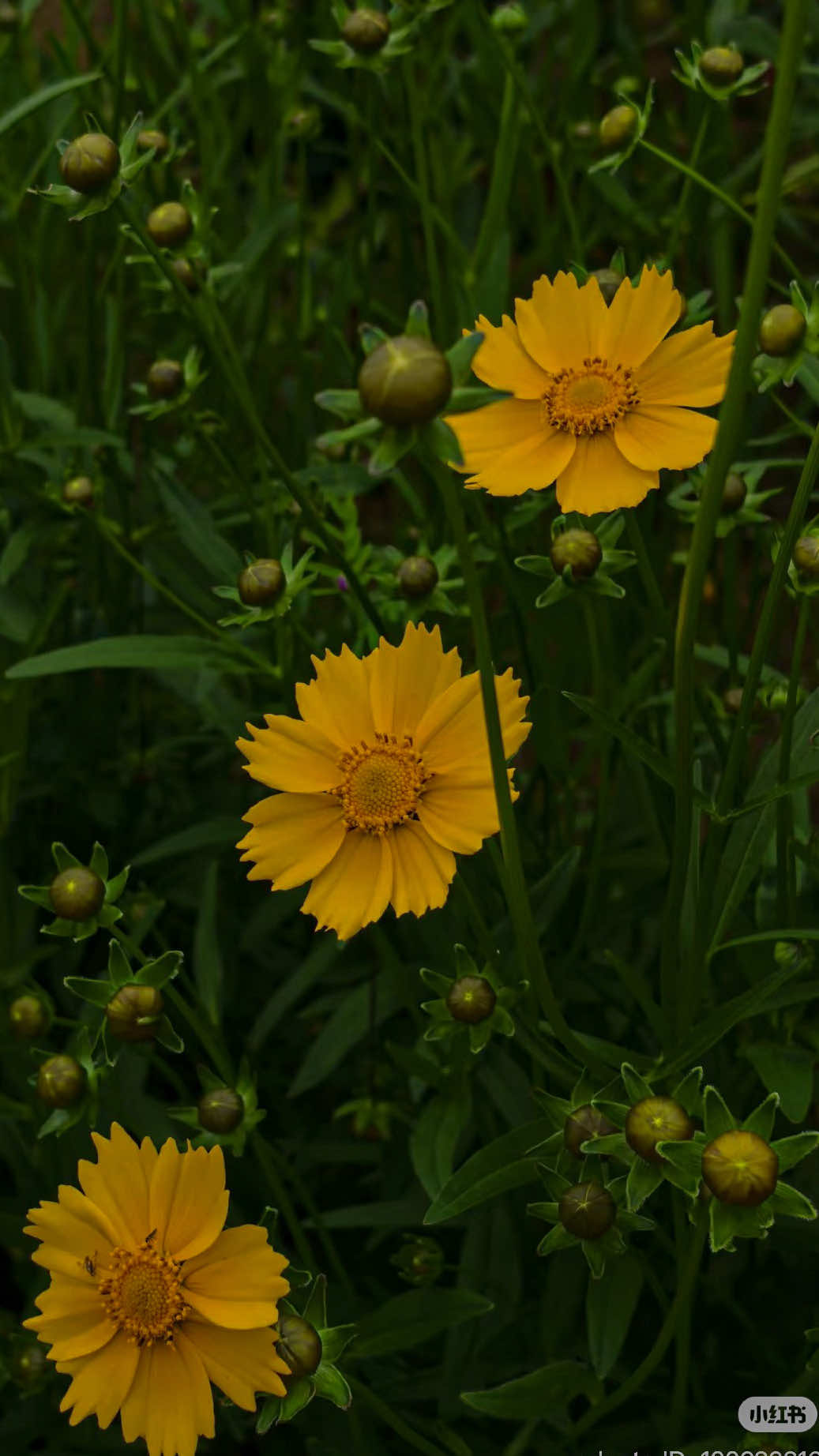 @𝑻𝒂̂𝒏 𝑻𝒉𝒊
