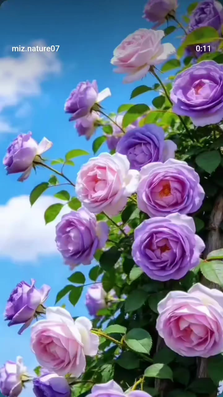 @Gamzelim