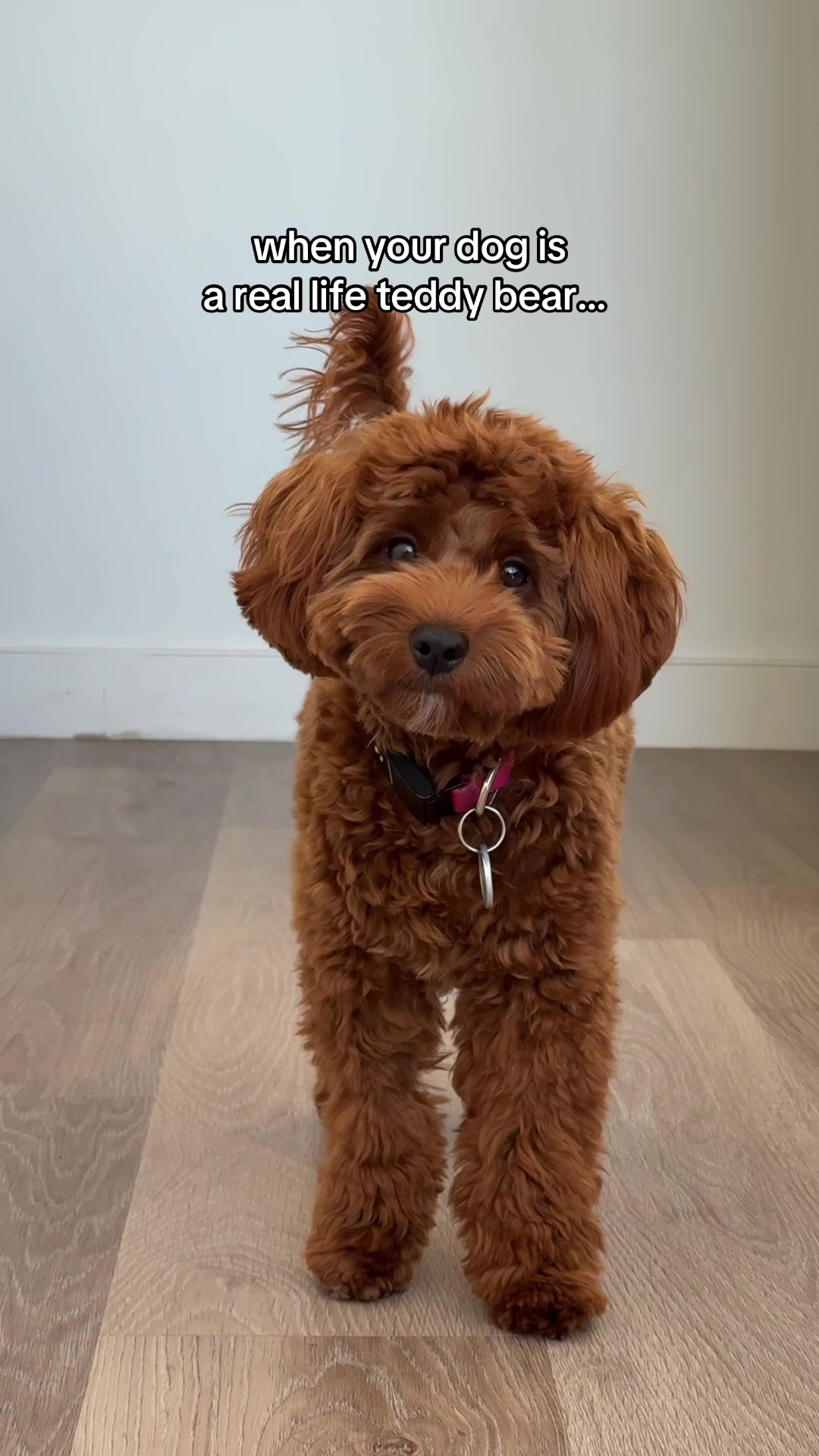 @Lilo The Cockapoo