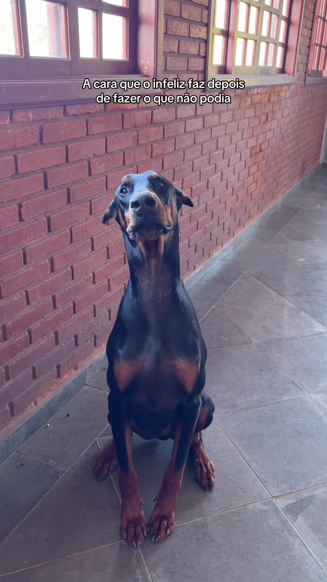 @Ravena e Venom, os Dobermans