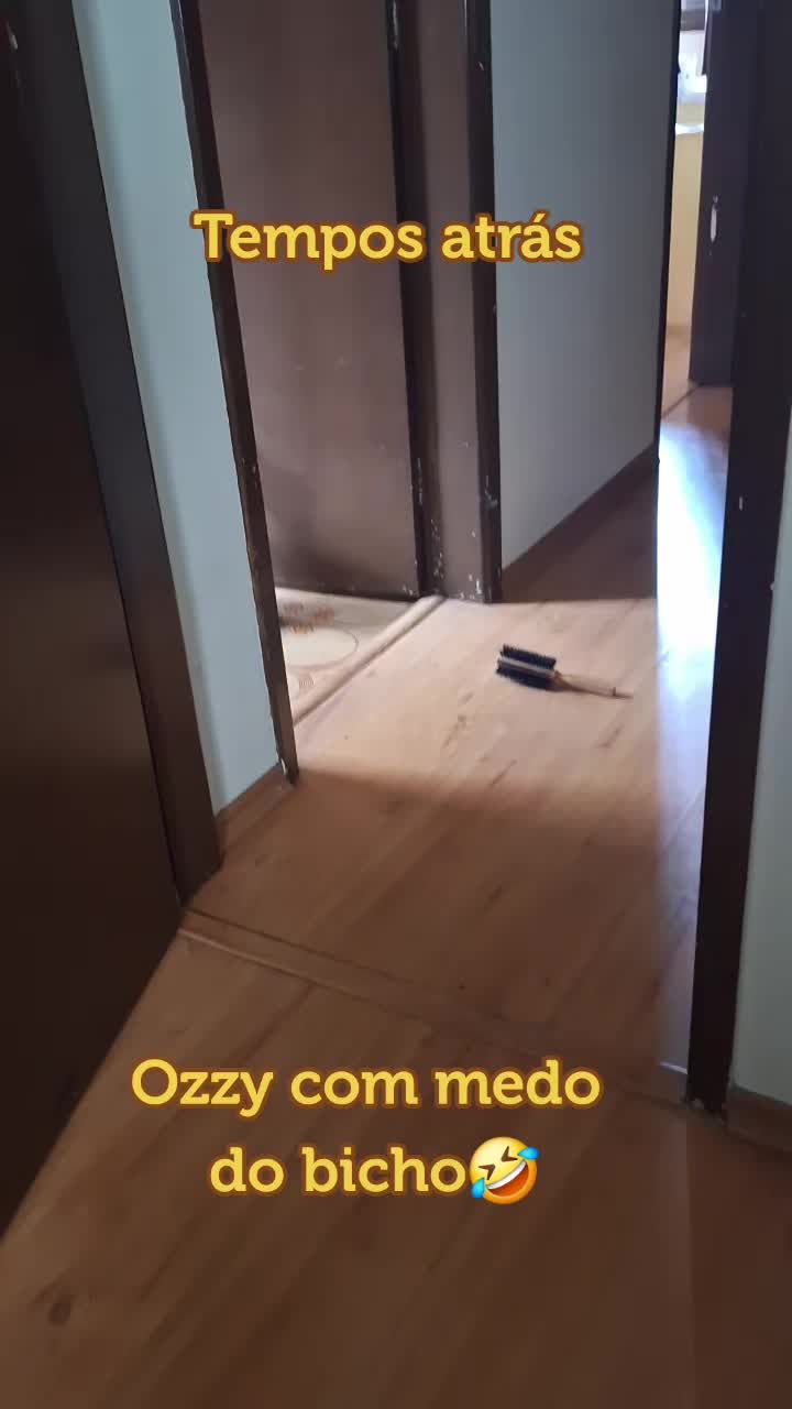@MagdAmAnimais😾🐶🕊🐅🐍🐢🦜