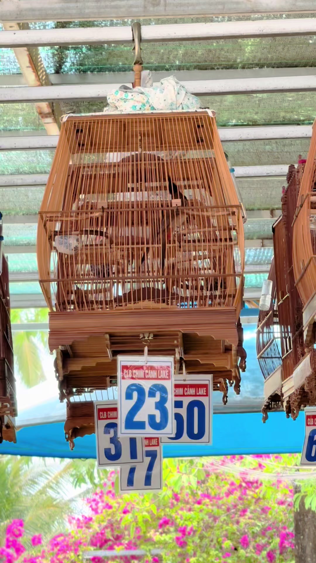 @G&agrave; Trần