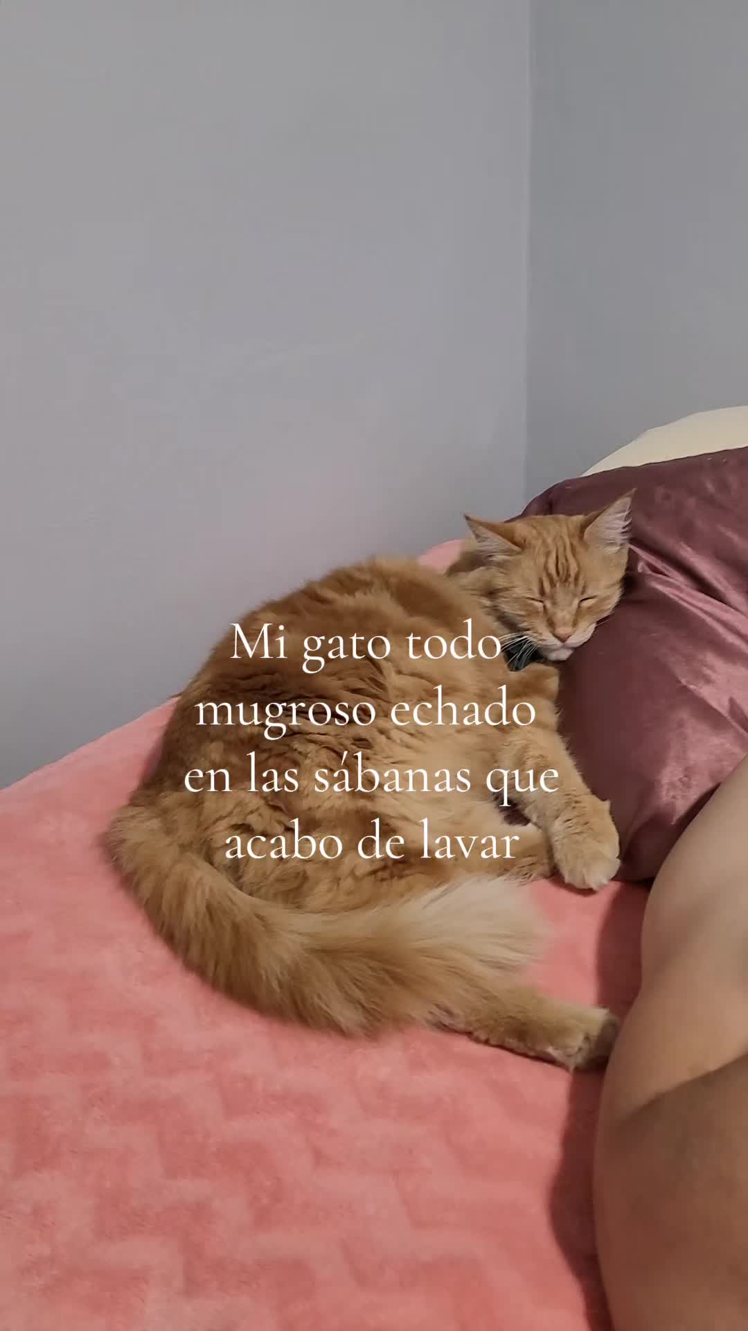 @Abellalyn 🩷