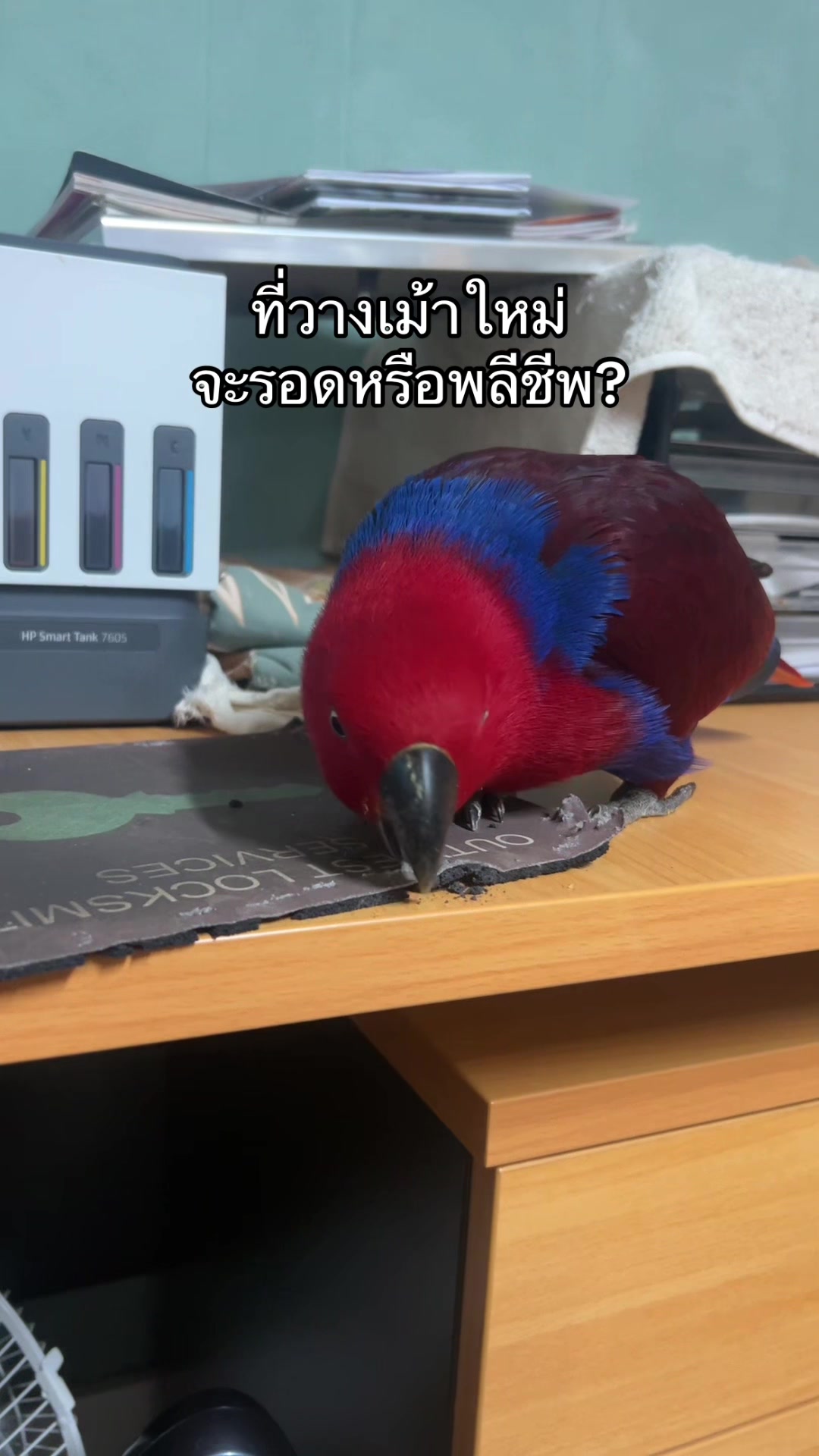 @Female parrot🥰👫🦜