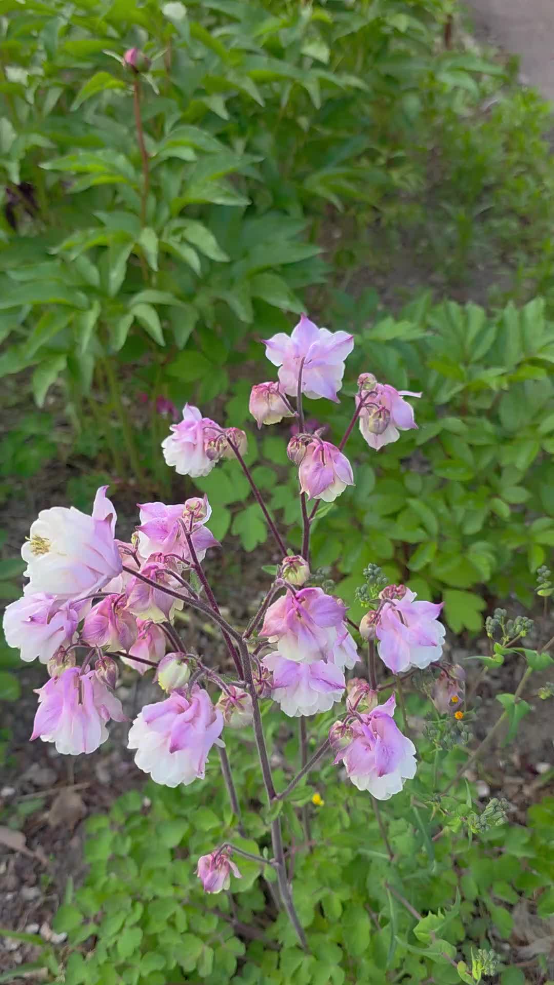 @유튜브 "정선사람들" 안용현