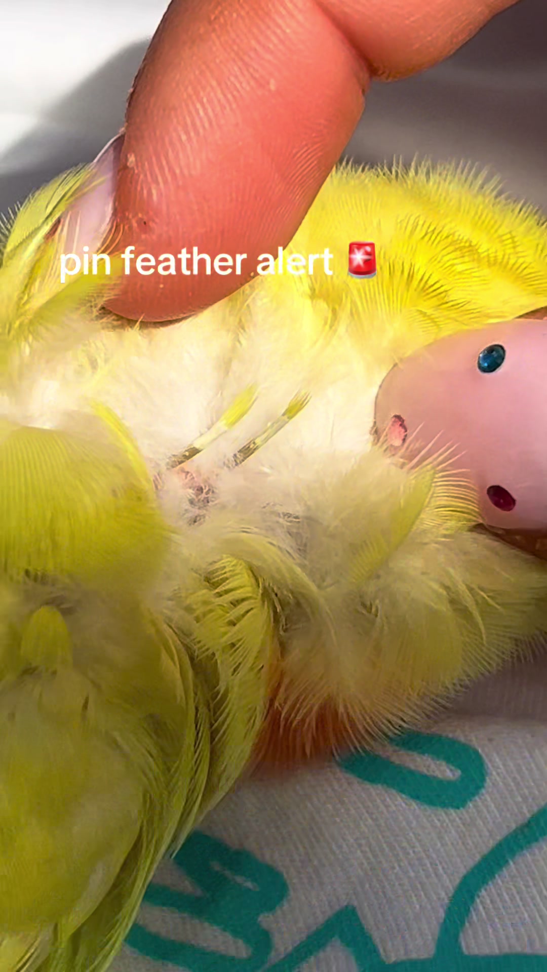 @JARVIS 🐥 the lovebird