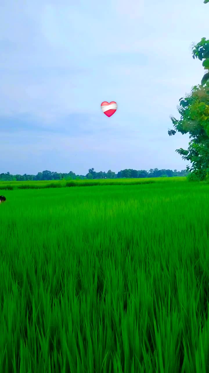 @ᑭ ᖇ ᗩ ᗷ I ᑎ ❤️