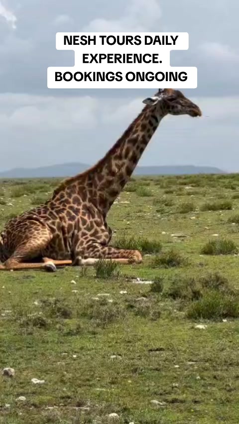 @Nesh Tours and Safaris
