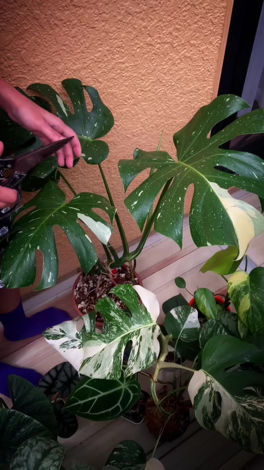 @plantsparadiseplanet