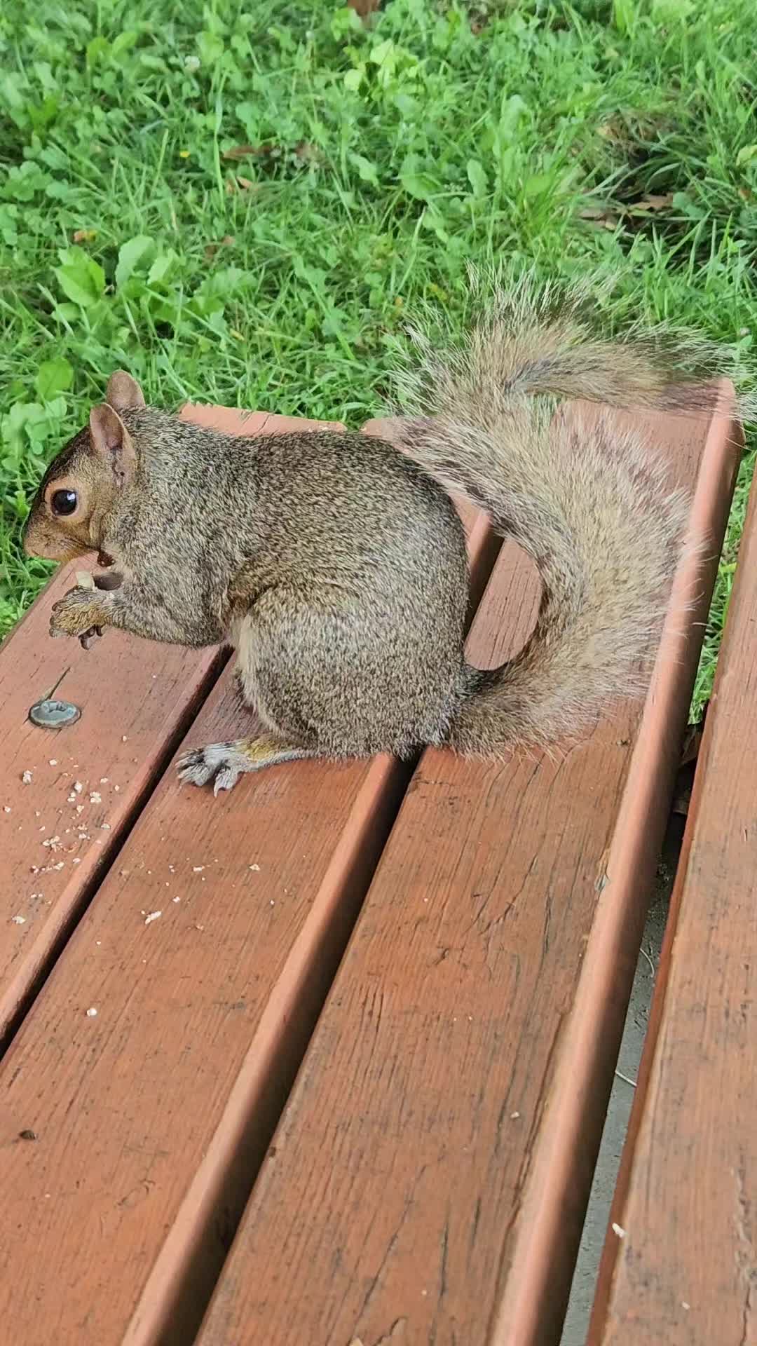 @cschultz2