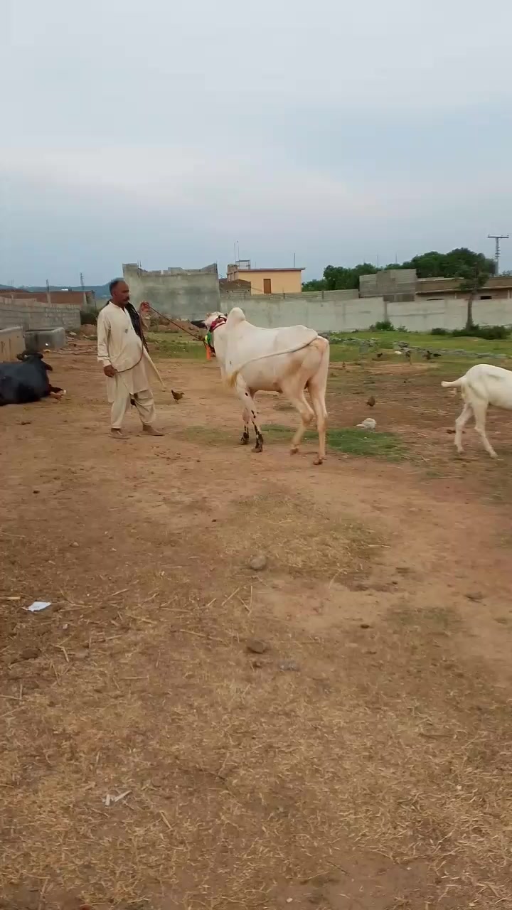 @Goli BHai