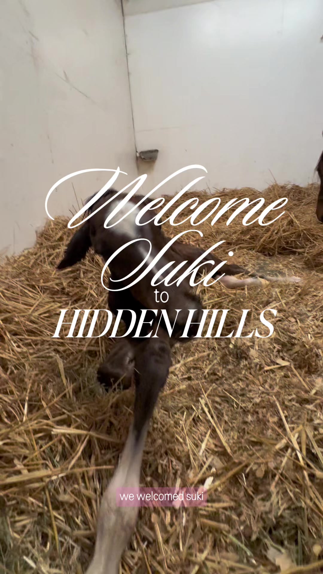 @hiddenhillsequestrian