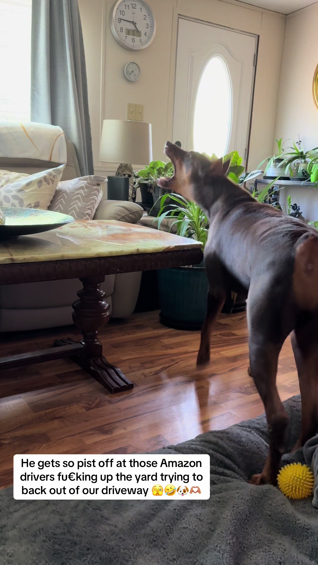 @Chocko The Doberman