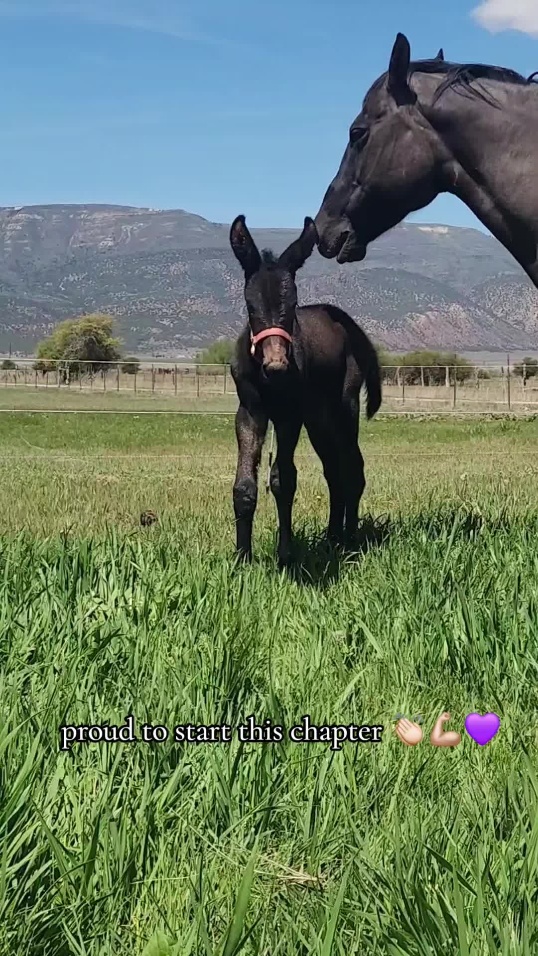@Olsen Horse & Cattle Co. LLC