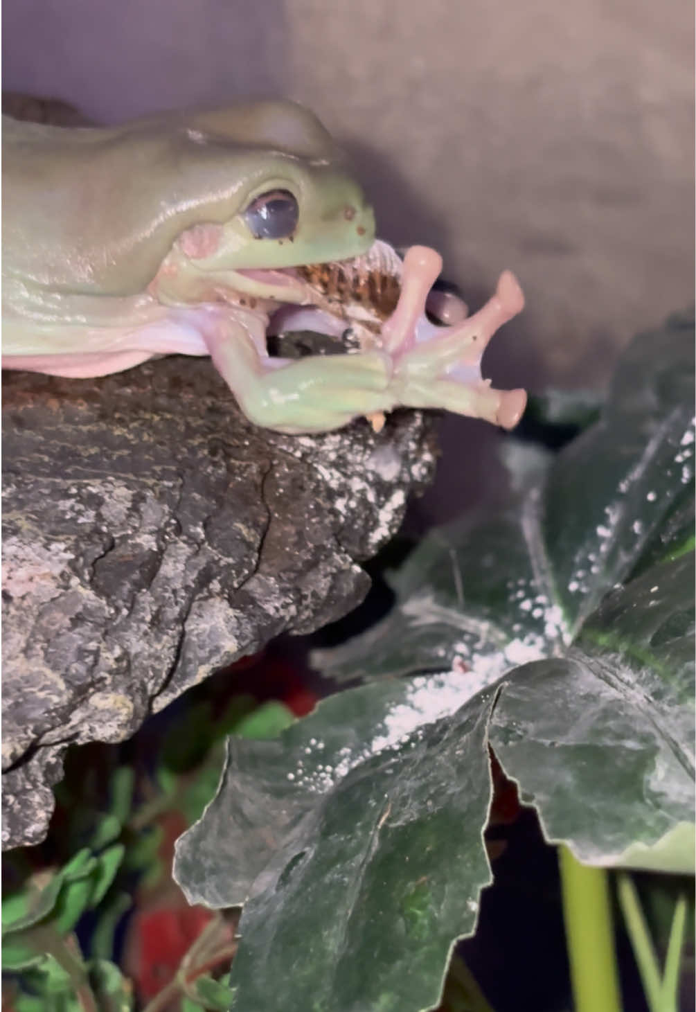@🐍 Derricks Reptiles 🐍
