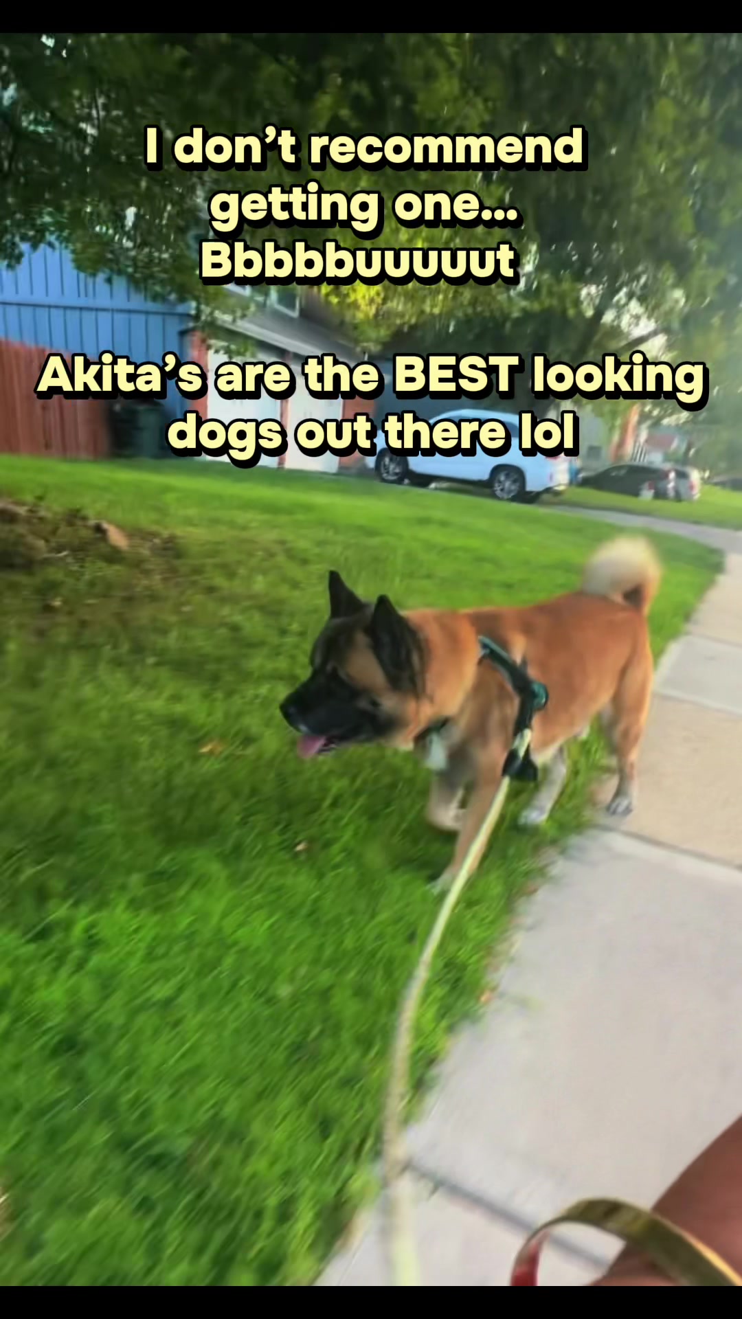 @Akita Brothers