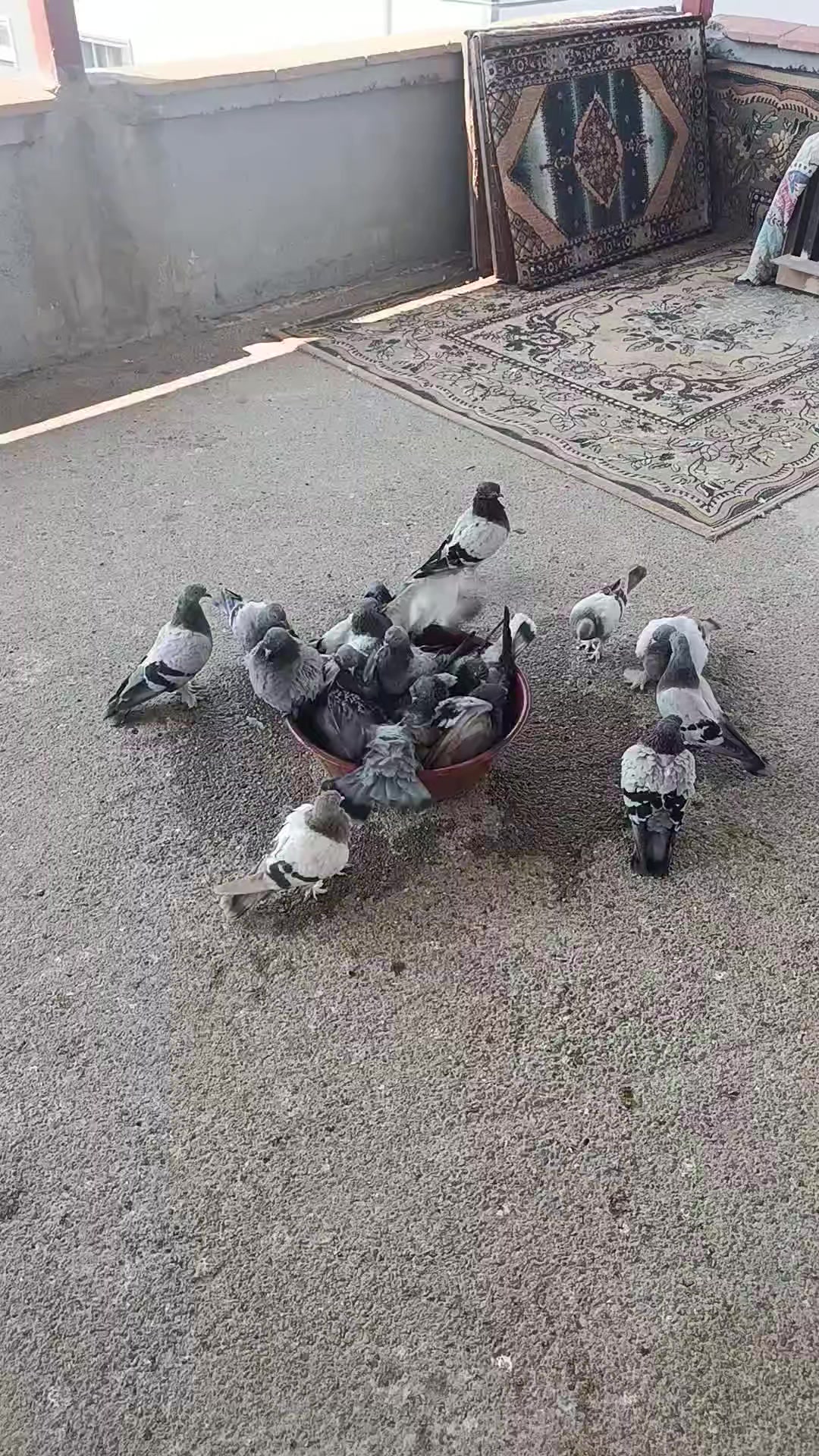@Halil Sari
