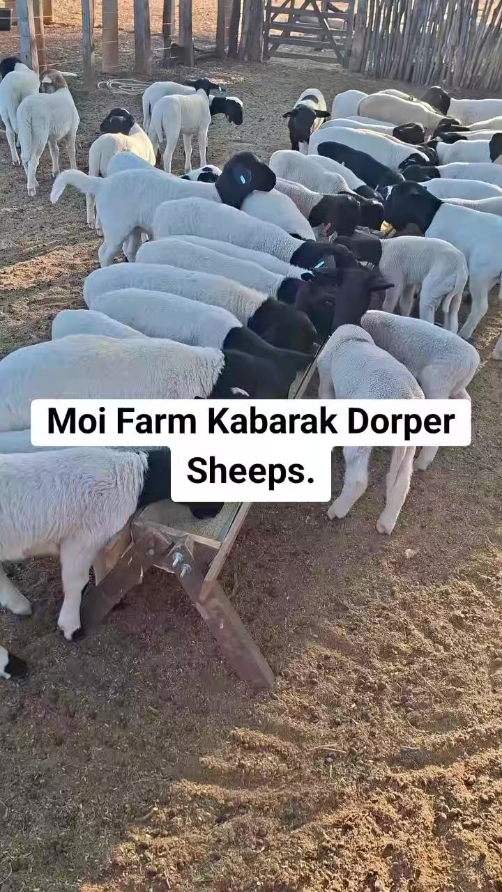 @MOI FARM KABARAK.(sponsered)