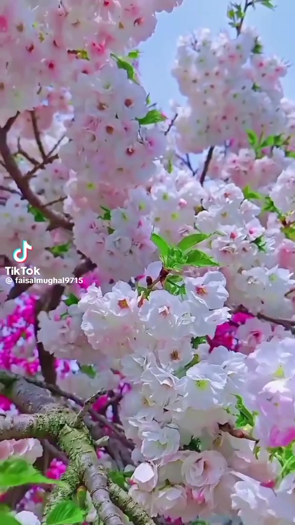 @farnazdeura2424