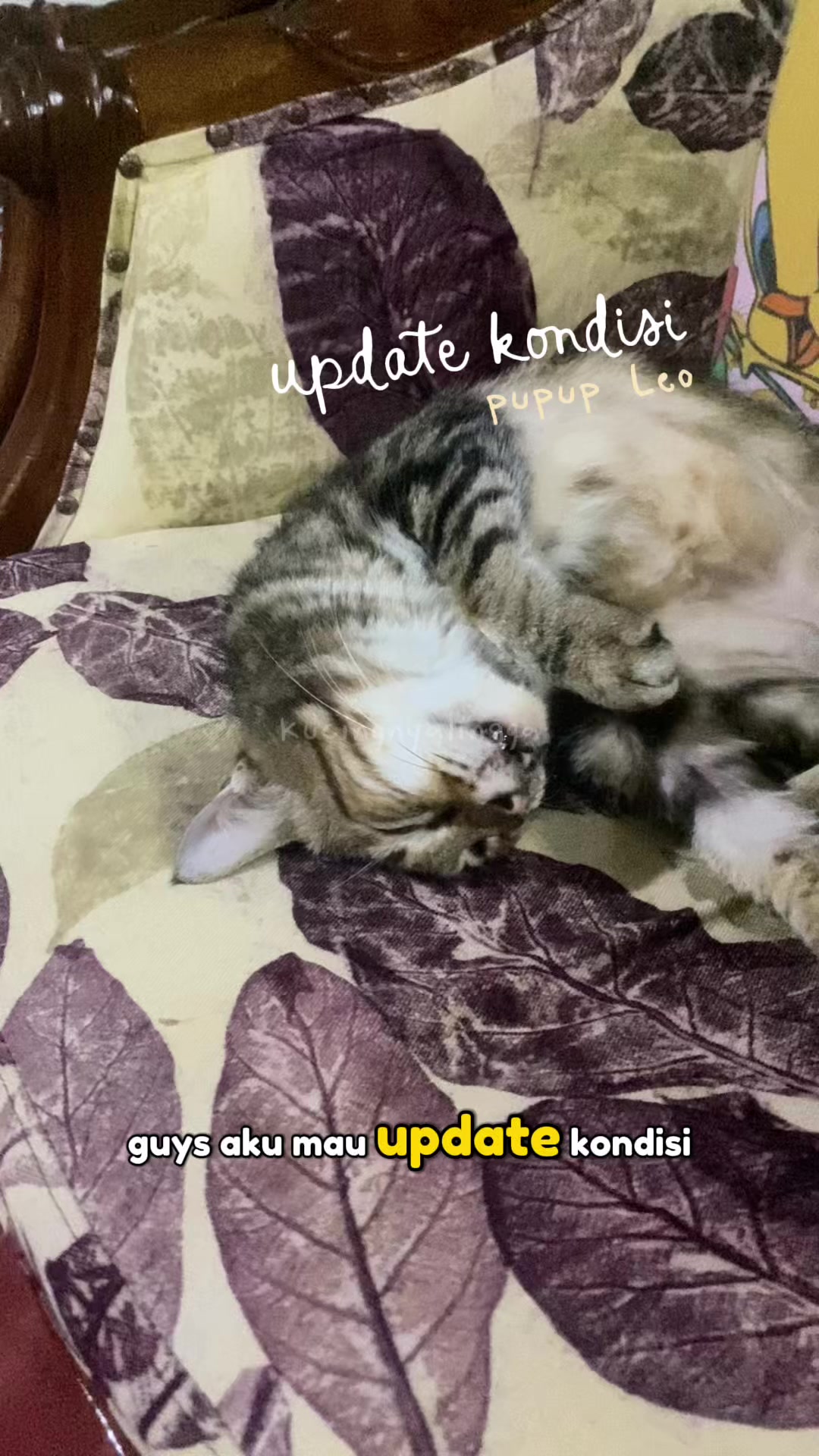 @kucingnyalingga🍉