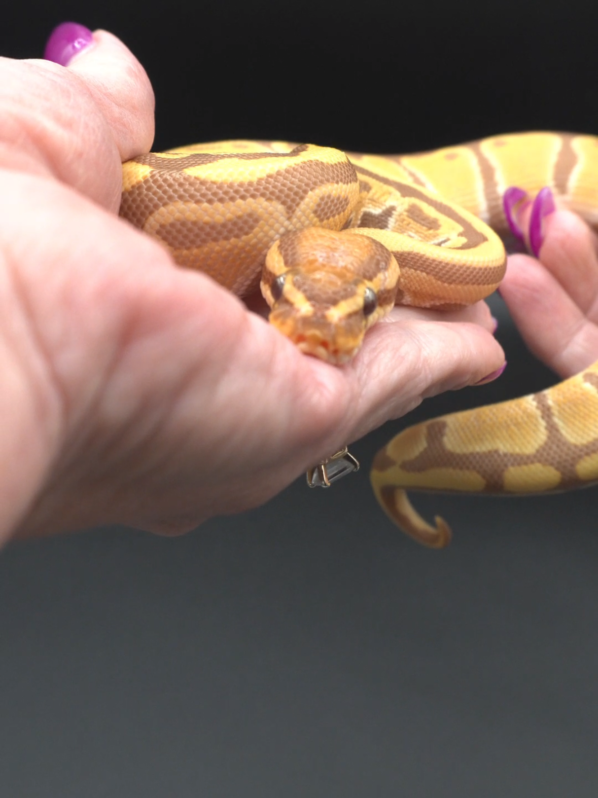 @Proxima Reptilis