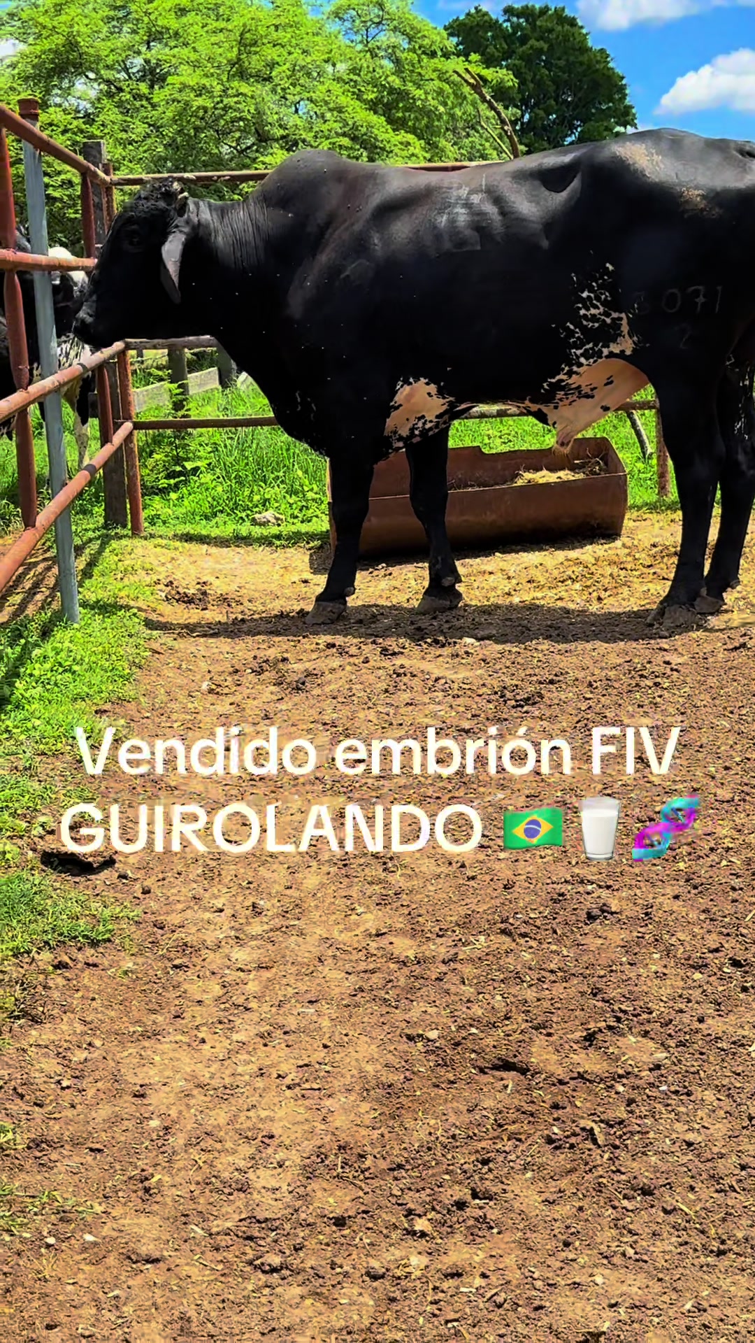@CURURÚ