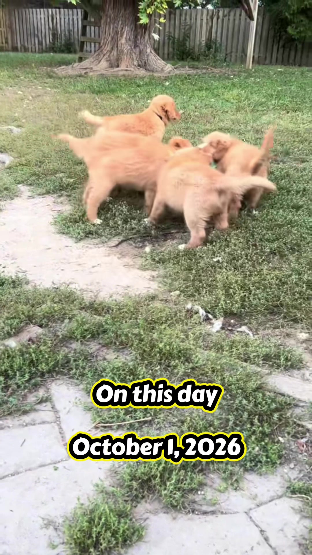 @WyldeWater Tollers 🍉