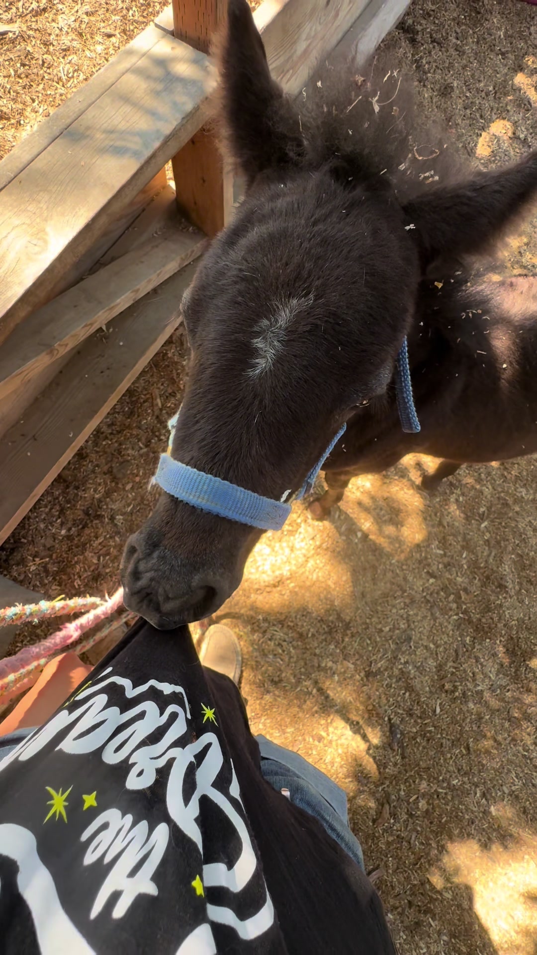 @Hot Sauce the Mini horse 🐎