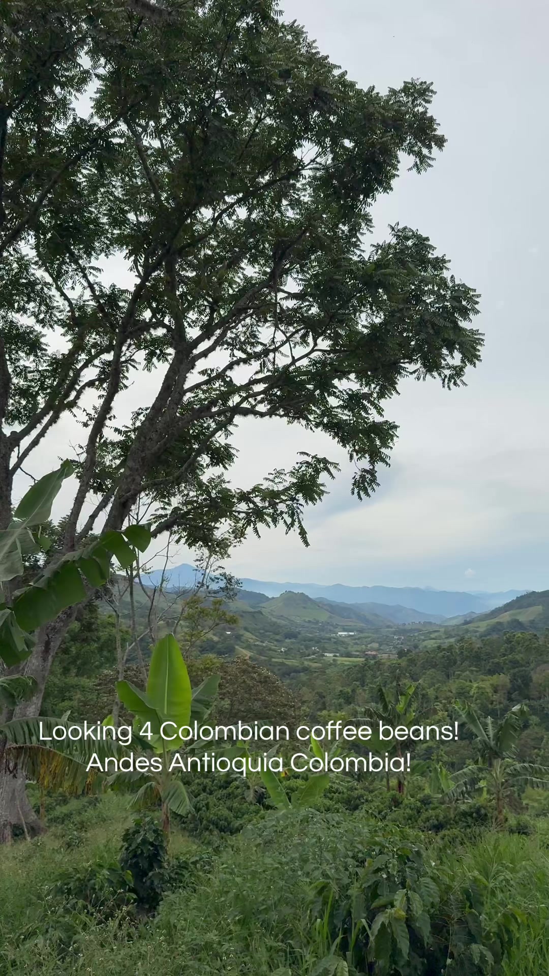 @vincentcoffee2