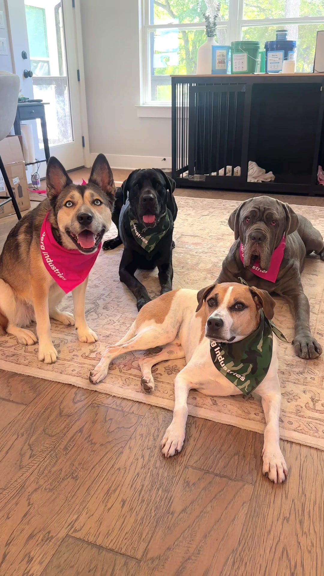 @Taylor + 4 dogs ๐ฉ๐ผ๐ถ๐ถ๐ถ๐ถ