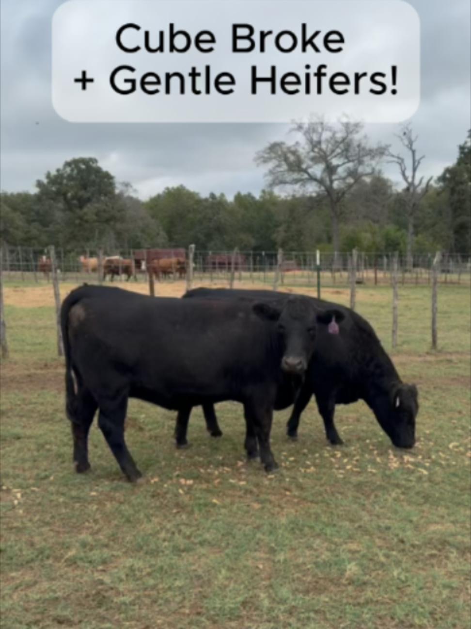 @Rutherford Land and Cattle