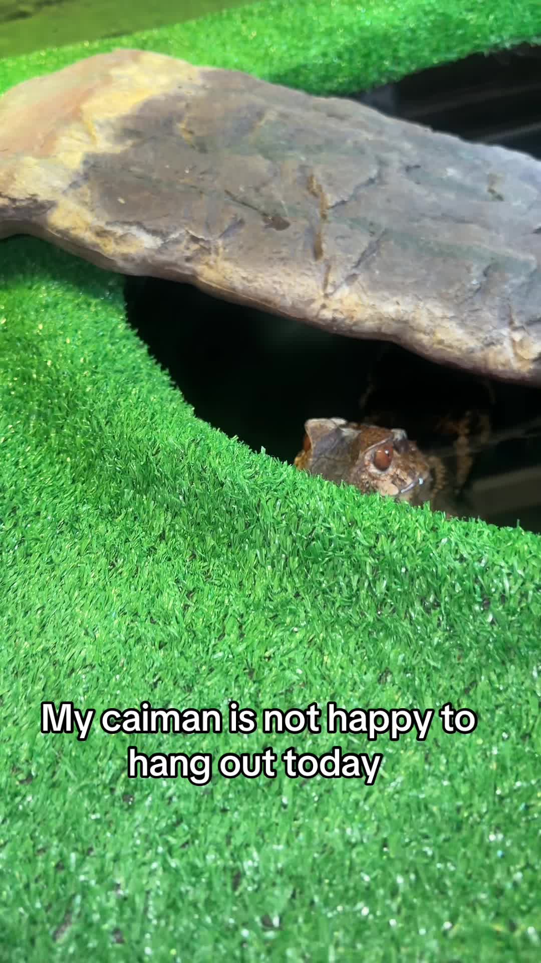 @Crazycaimanlady